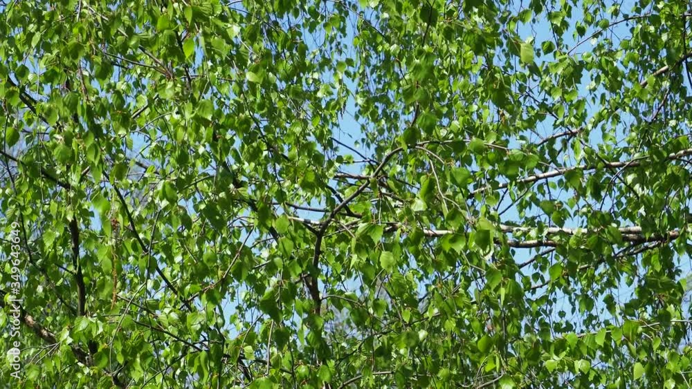 Birch branch against the sky in the wind. Spring landscape. Russia. Birch branch against the sky in the wind. Spring landscape. Russia.