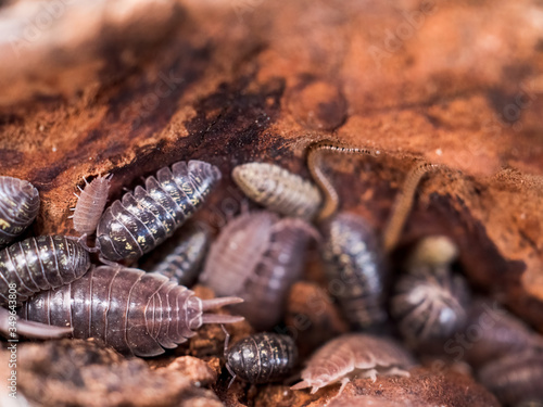 centipede and woodlice in a rotten wooden stump