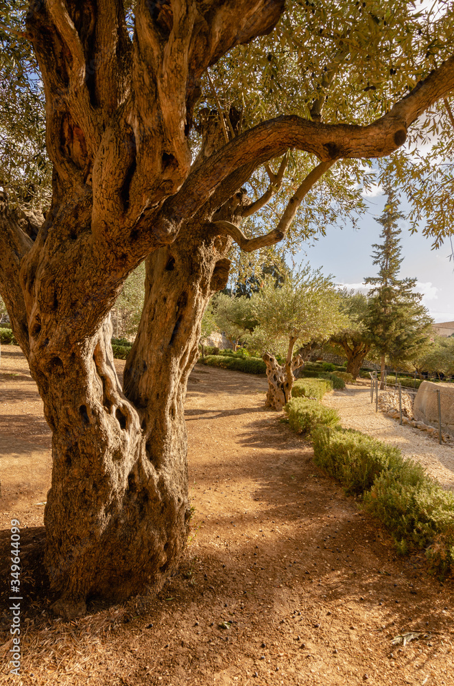 Jardim do Getsêmani 4 - Israel