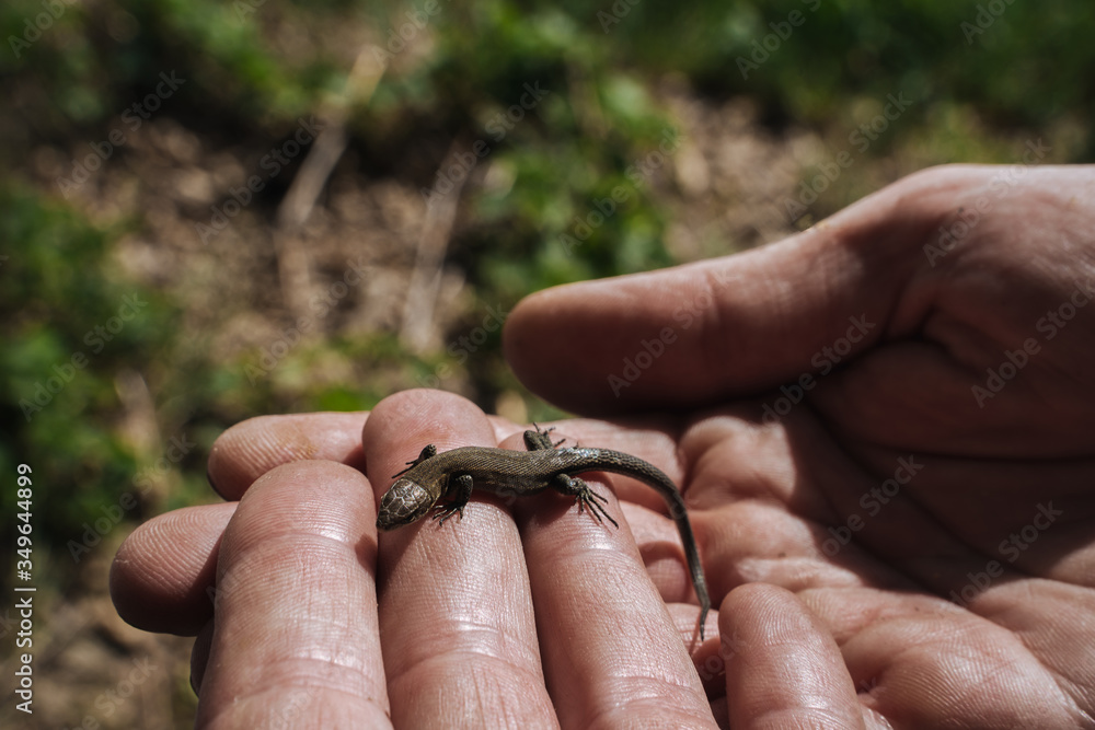 A young lizard in the hands of a man. Close up