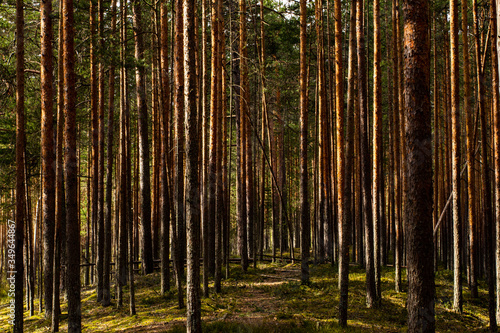 forest path through the pine forest. trunks of vertical beautiful pines on the full screen under the rays of the sun break through the branches.