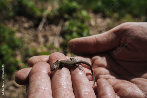 A young lizard in the hands of a man. Close up