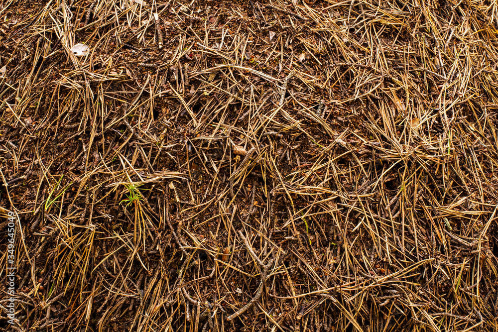 a large anthill of pine needles and other things close up a large anthill of pine needles and other things close up