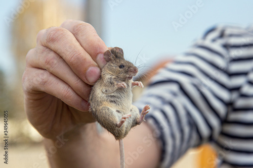 Man hand hanging and showing caught field or house mouse