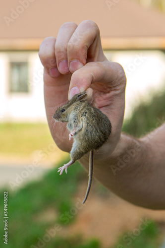 Obraz na plátne Man hand hanging and showing caught field or house mouse
