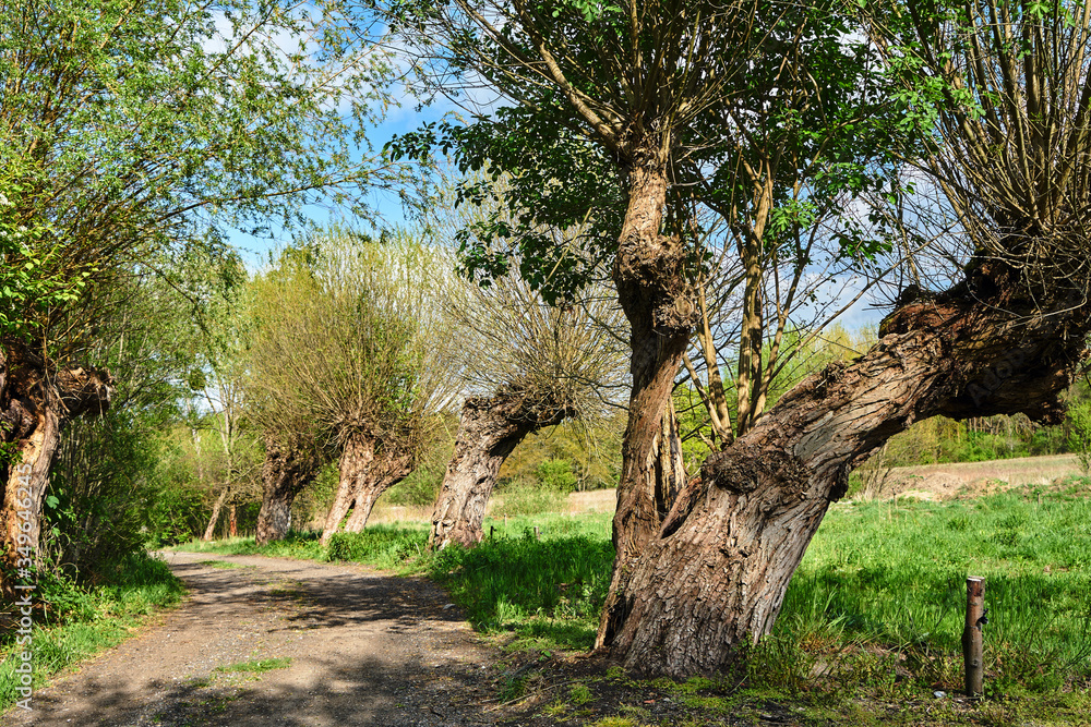 Country road with old willow trees in Poland. Country road with old willow trees in Poland.