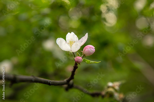 A flowering sprig of apple trees. Close-up.