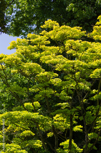 Acer shirasawanum aureum (Japanese maple tree)