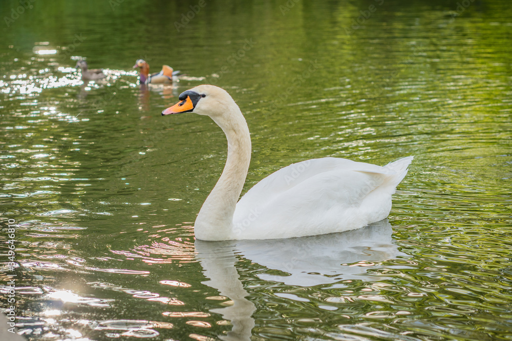 Fototapeta premium Wonderful white Swan swimming on a lake at Berlin castle park