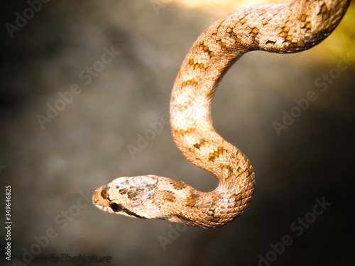 Serpiente culebra bebé