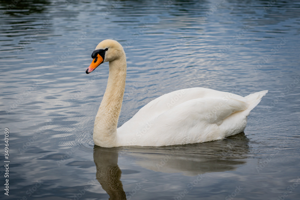 Wonderful white Swan swimming on a lake at Berlin castle park Wonderful white Swan swimming on a lake at Berlin castle park