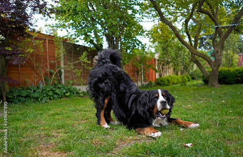 Photography Bernese Mountain Dog ready to play, tennis ball in his mouth.