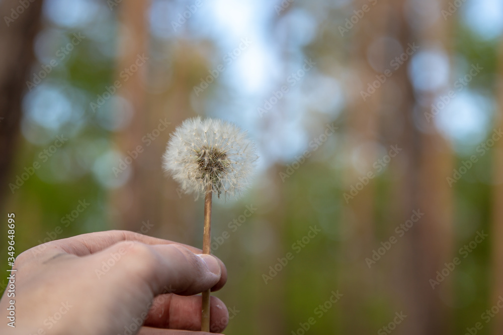 Fototapeta premium Dandelion in the wind on a green background.
