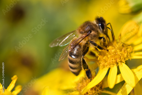 bee on a flower © Nabeel