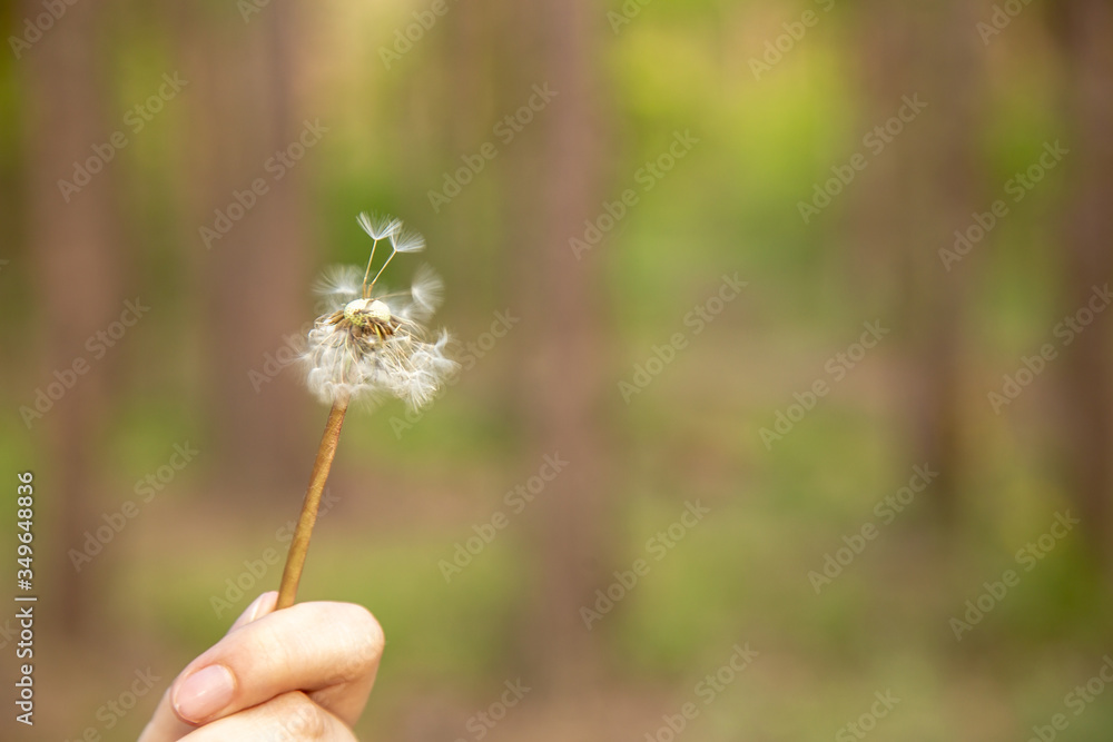 Fototapeta premium Dandelion in the wind on a green background.