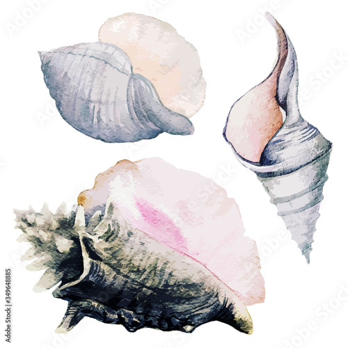 Set of three watercolor sea shells, full color