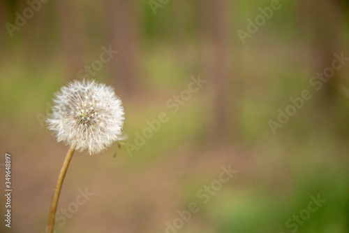 Dandelion in the wind on a green background.