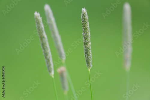 cat's tail in the meadow