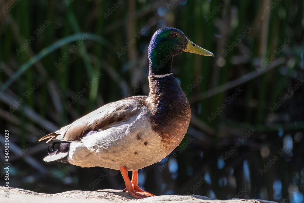 Male Mallard duck keeping watch over the shoreline of the meadow pond. Male Mallard duck keeping watch over the shoreline of the meadow pond.