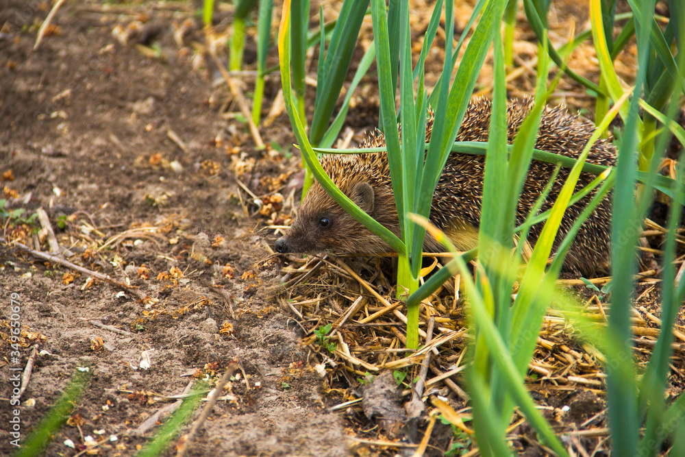 Hedgehog in the garden. Hedgehog close up. Erinaceus europaeus Hedgehog in the garden. Hedgehog close up. Erinaceus europaeus