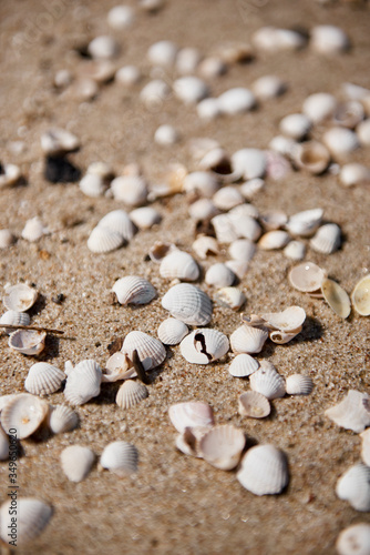 Close up of shells and stones on a beach