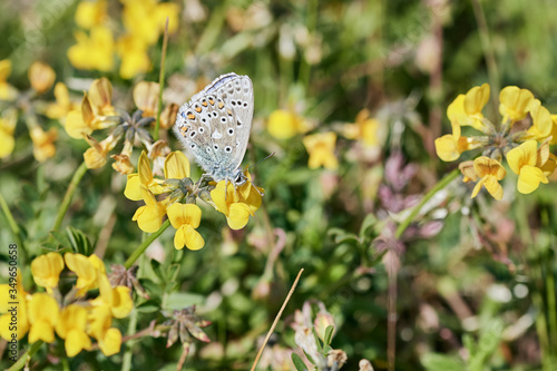 Common blue butterfly (Polyommatus icarus) sitting on a yellow wildflower in grassy habitat © Thomas Marx