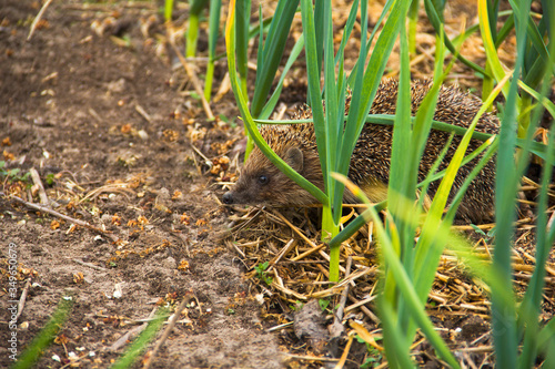 Hedgehog in the garden. Hedgehog close up. Erinaceus europaeus