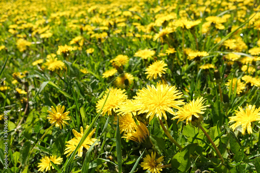 Meadow with yellow dandelions. A whole field of yellow dandelions Meadow with yellow dandelions. A whole field of yellow dandelions