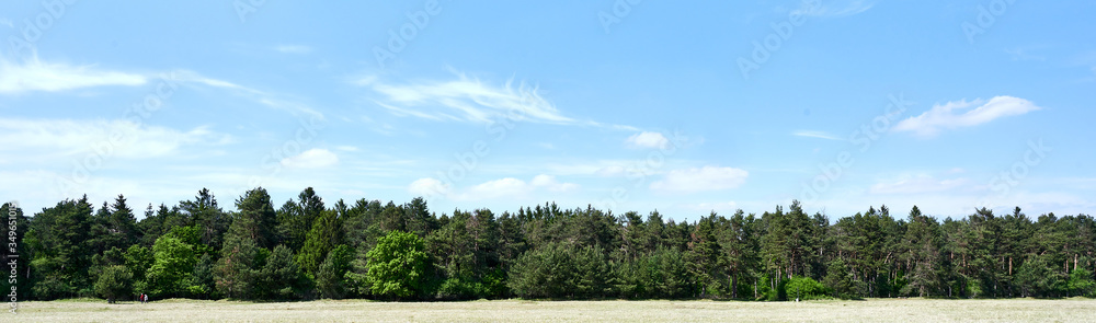 Schöner Wald mit bleuem Himmel als Banner HIntergrund