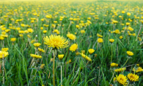 Meadow with yellow dandelions. A whole field of yellow dandelions