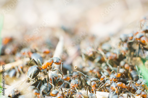 A large colony of ants work in their anthill. © dobryachok839