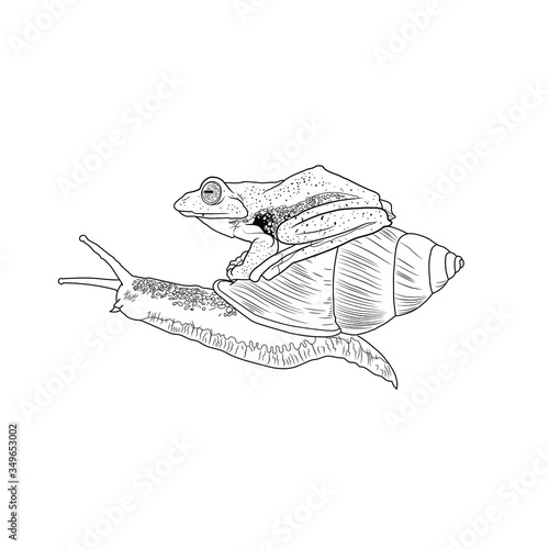 Frog on a Snail
