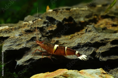 taiwanese bamboo shrimp photo