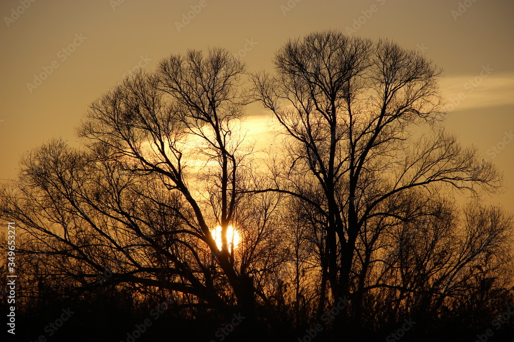 Naklejka premium sunset with tree