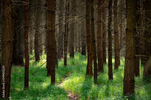 Fototapeta Naklejka Na Ścianę i Meble -  Forest