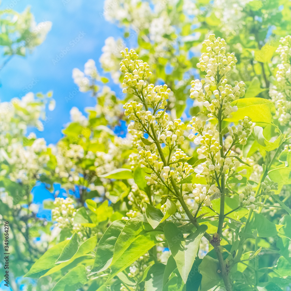 spring sunny background with a bush of white blooming lilac. branches of white blooming lilac close-up.