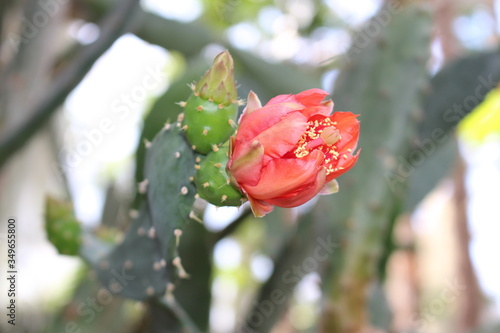 Red flower blooming 