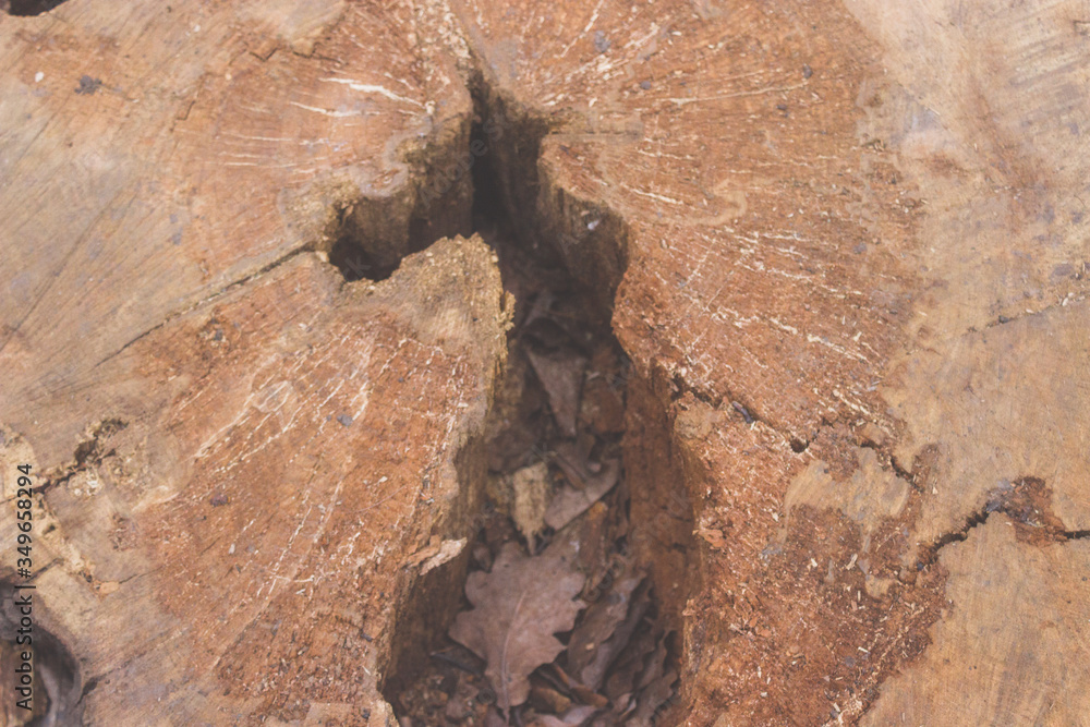 Obraz premium old wood texture