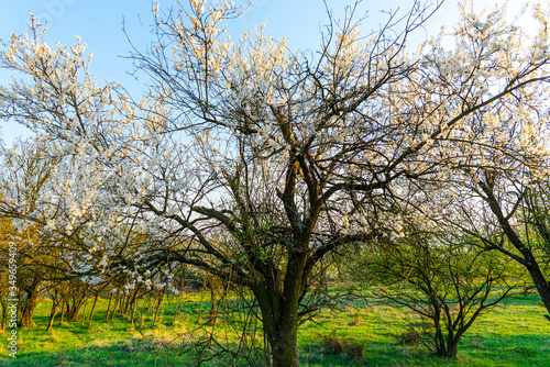 Spring trees