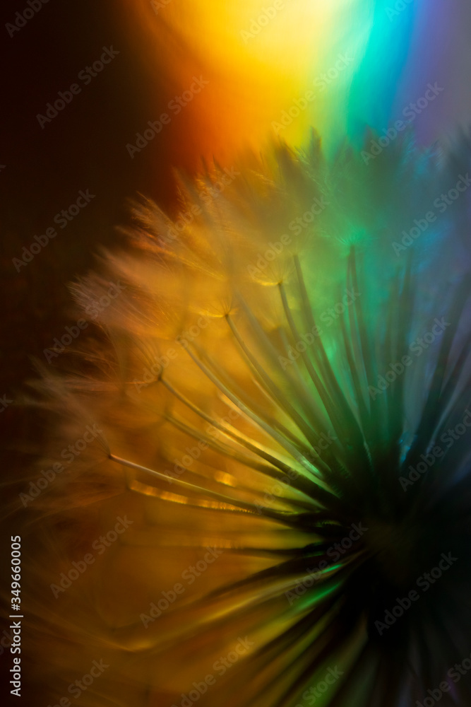 Fototapeta premium dandelion y arco iris
