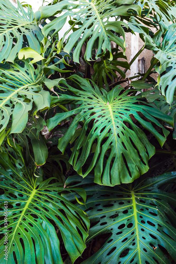 Obraz premium Background of green leaves of beautiful Monstera philodendron plant growing wild in a tropical forest 