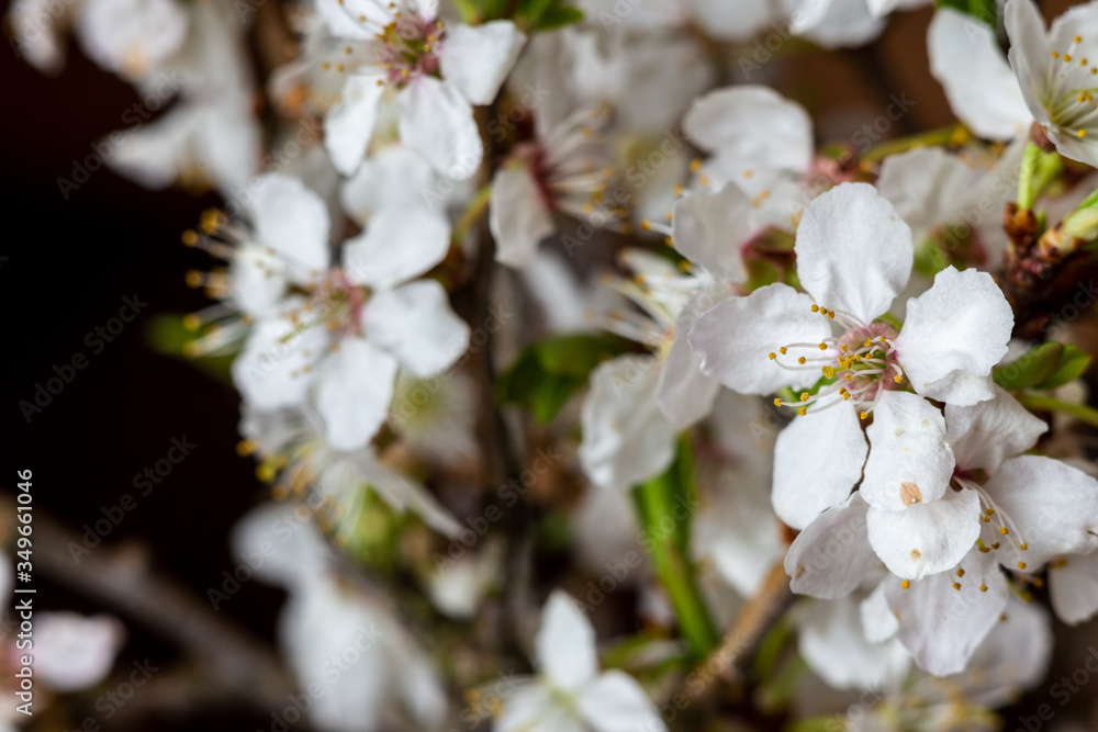 White flowers on a branch of apple tree