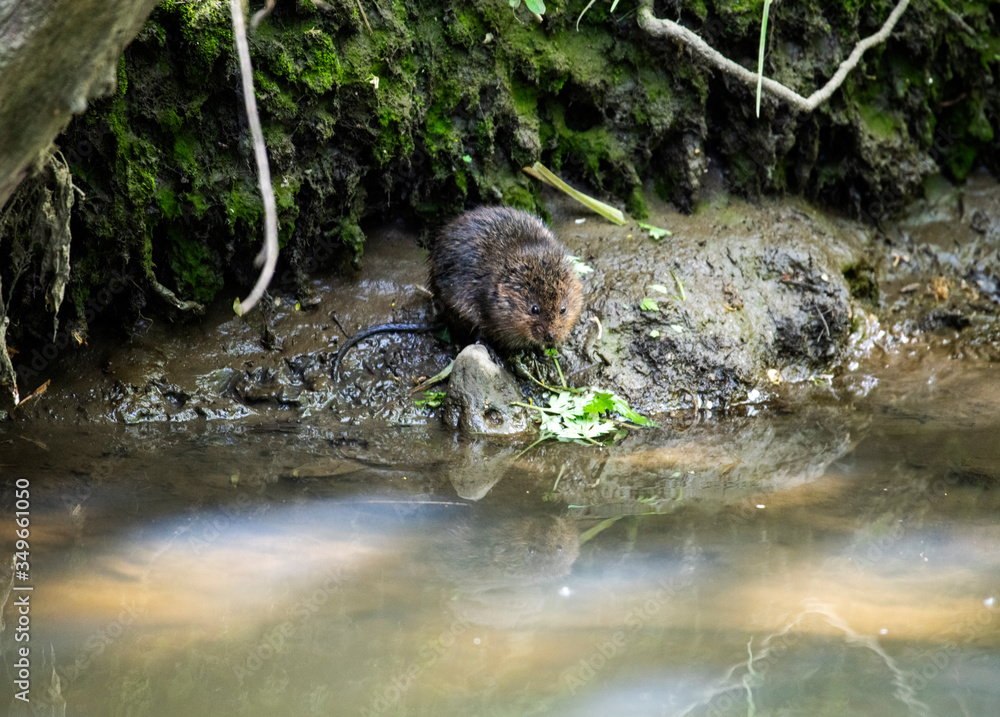 otter water rat in a forest river in vivo otter water rat in a forest river in vivo