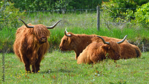 Highland cattle in field a group of three.