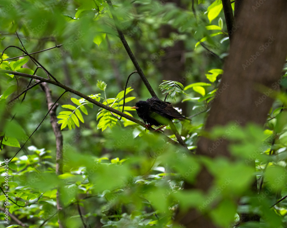 bright fox bird on a tree in natural conditions bright fox bird on a tree in natural conditions