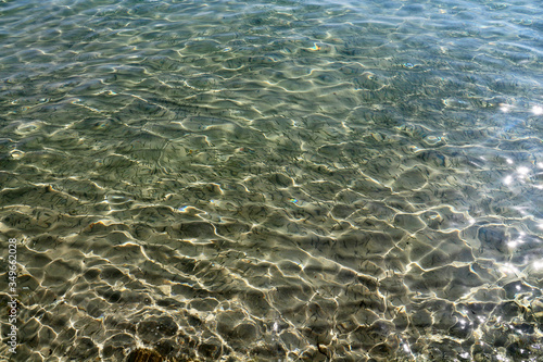 plenty of small fishes in clear sea water