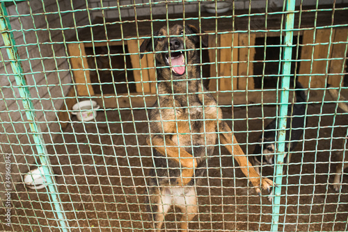 Homeless dog behind bars of a dog shelter. © Павел Костенко