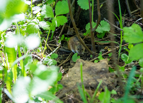 gray forest chipmunk hunting in the forest