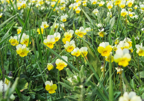 Fototapeta Naklejka Na Ścianę i Meble -  Yellow flowers in green grass