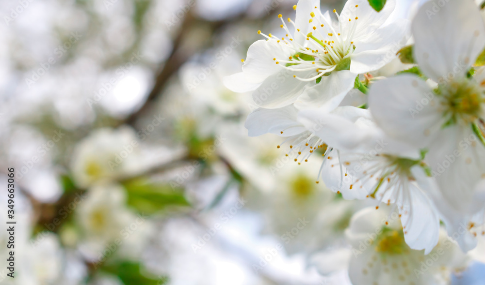 Obraz premium White cherry blossoms on a branch